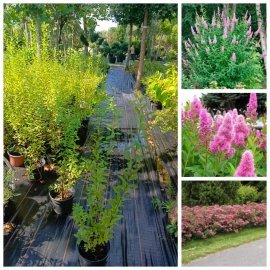 Спірея Дугласа (Spiraea douglasii) / контейнер C2 L