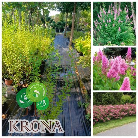 Саджанці купити Спірея Дугласа (Spiraea douglasii) / контейнер C2 L