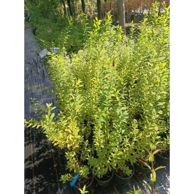 Саджанці купити Спірея Дугласа (Spiraea douglasii) / контейнер C2 L