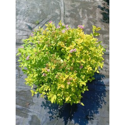 Саджанці купити Спірея японська "Голден Принцес" (Spiraea japonica) "Golden Princess" / контейнер C7,5 L
