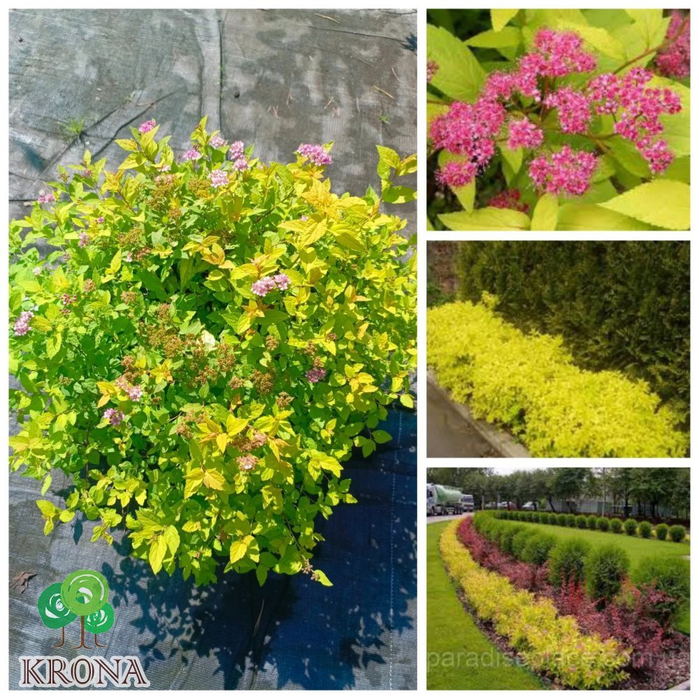 Саджанці купити Спірея японська "Голден Принцес" (Spiraea japonica) "Golden Princess" / контейнер C7,5 L