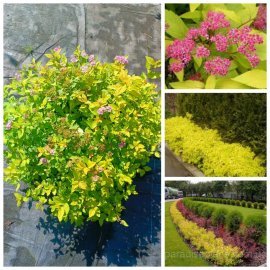 Спірея японська "Голден Принцес" (Spiraea japonica) "Golden Princess" / контейнер C7,5 L