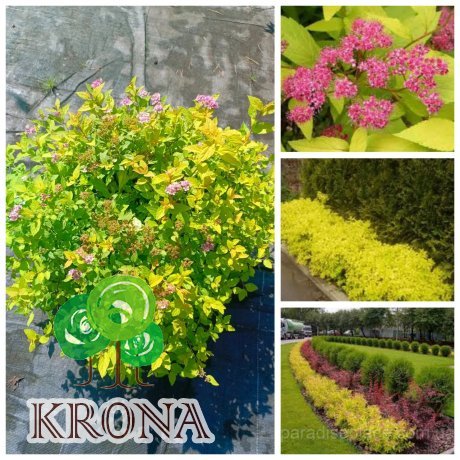 Саджанці купити Спірея японська "Голден Принцес" (Spiraea japonica) "Golden Princess" / контейнер C7,5 L