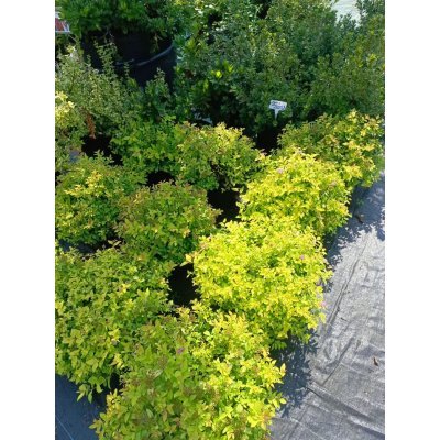 Саджанці купити Спірея японська "Голден Принцес" (Spiraea japonica) "Golden Princess" / контейнер C7,5 L
