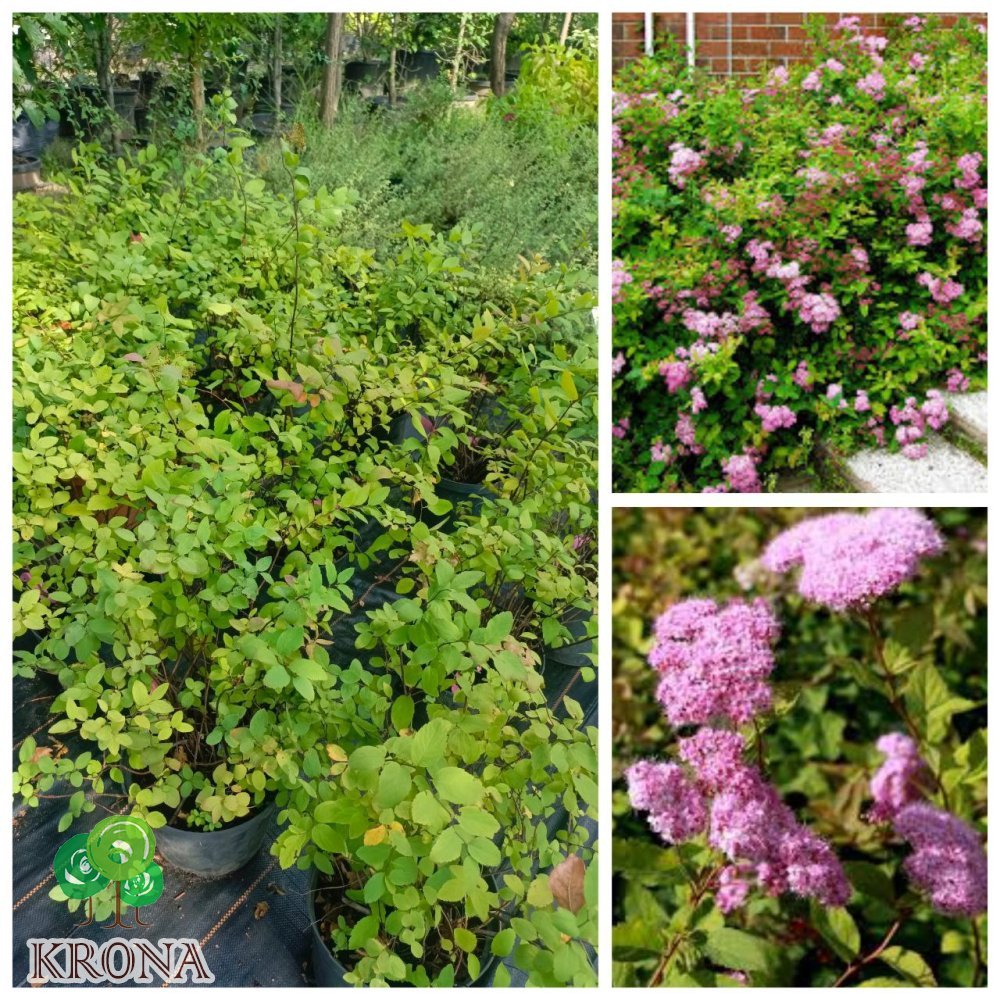 Саджанці купити Спірея японська "Оденсала"(Spiraea japonica) "Odensala" / контейнер C5 L
