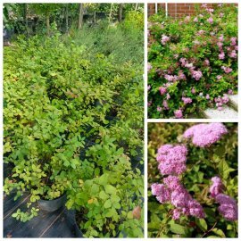 Спірея японська "Оденсала"(Spiraea japonica) "Odensala" / контейнер C5 L Спірея японська "Оденсала"(Spiraea japonica) "Odensala" / контейнер C5 L