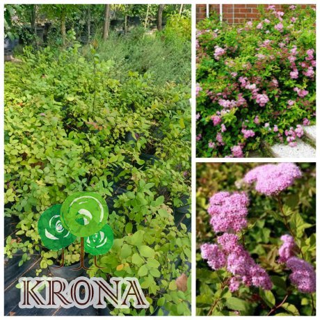 Саджанці купити Спірея японська "Оденсала"(Spiraea japonica) "Odensala" / контейнер C5 L