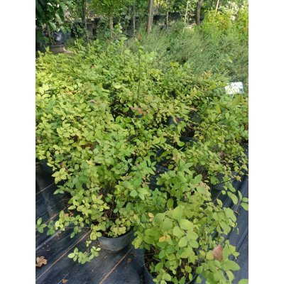 Саджанці купити Спірея японська "Оденсала"(Spiraea japonica) "Odensala" / контейнер C5 L