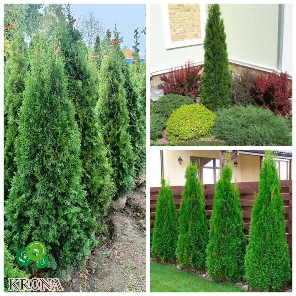 Саджанці купити Туя західна (Thuja occidentalis) "Smaragd"/Смарагд/ / H 170-200 см / ком