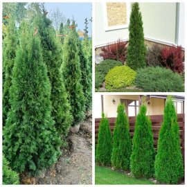 Туя західна (Thuja occidentalis) "Smaragd"/Смарагд/ / H 170-200 см / ком