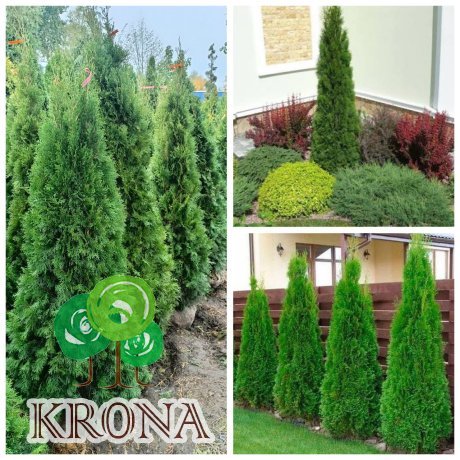Саджанці купити Туя західна (Thuja occidentalis) "Smaragd"/Смарагд/ / H 170-200 см / ком