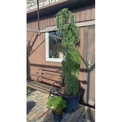Саджанці купити Тсуга канадська "Пендула"  (Tsuga canadensis) "Pendula" / H200 см + / контейнер C65 L