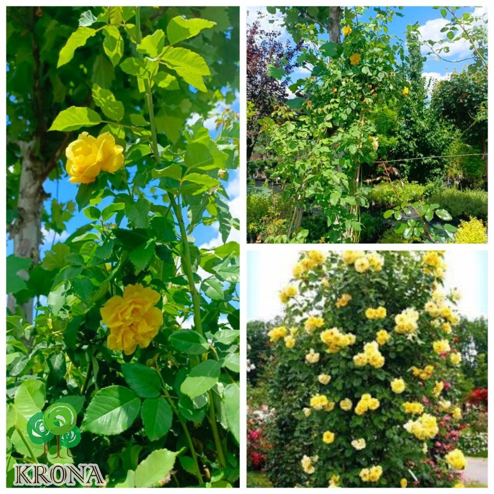Саджанці купити Троянда плетиста "Giallo Oro"/жовте золото /Н200-250 см/контейнер С12 L