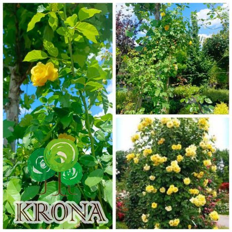 Саджанці купити Троянда плетиста "Giallo Oro"/жовте золото /Н200-250 см/контейнер С12 L