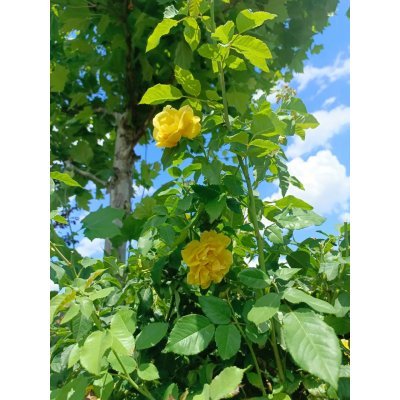 Саджанці купити Троянда плетиста "Giallo Oro"/жовте золото /Н200-250 см/контейнер С12 L
