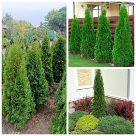 Туя західна "Смарагд"/Thuja occidentalis "Smaragd" /Н 120-130  см/ком