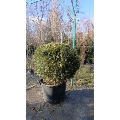 Саджанці купити Туя західна "Столвік"/ Thuja occidentalis "Stolwijk" /H 110 см+/D 110 см/ контейнер С 70 L