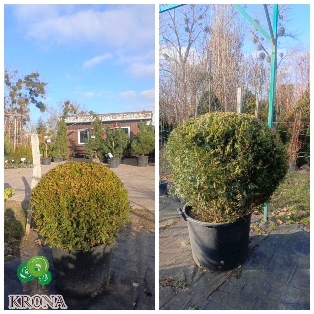 Саджанці купити Туя західна "Столвік"/ Thuja occidentalis "Stolwijk" /H 110 см+/D 110 см/ контейнер С 70 L