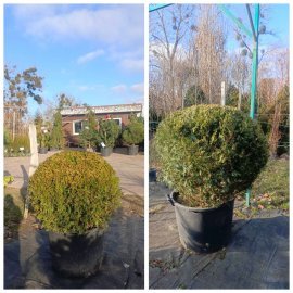 Туя західна "Столвік"/ Thuja occidentalis "Stolwijk" /H 110 см+/D 110 см/ контейнер С 70 L