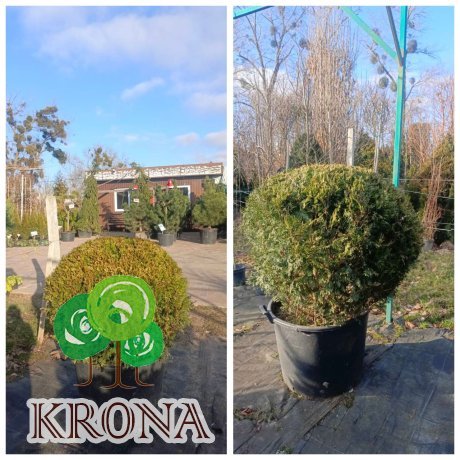 Саджанці купити Туя західна "Столвік"/ Thuja occidentalis "Stolwijk" /H 110 см+/D 110 см/ контейнер С 70 L