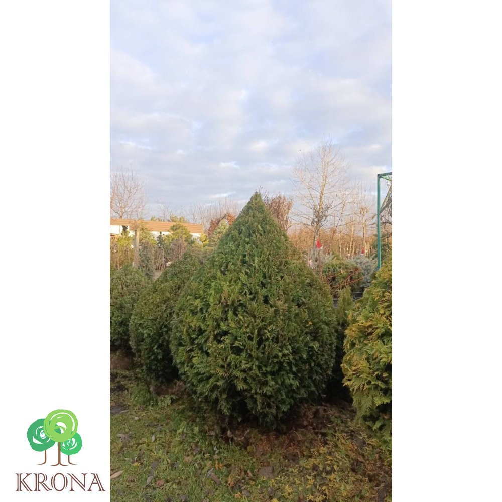 Саджанці купити Туя західна "Столвік"/ Thuja occidentalis "Stolwijk" /H 130-150 см+/D 110 см/ ком