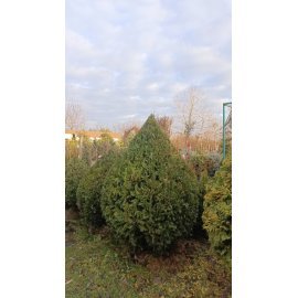 Туя західна "Столвік"/ Thuja occidentalis "Stolwijk" /H 130-150 см+/D 110 см/ ком