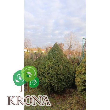 Саджанці купити Туя західна "Столвік"/ Thuja occidentalis "Stolwijk" /H 130-150 см+/D 110 см/ ком