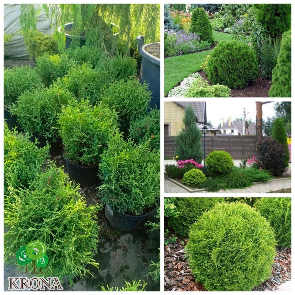 Саджанці купити Туя західна "Тіні-Тім" /(Thuja occidentalis Tiny Tim) / контейнер С5 L