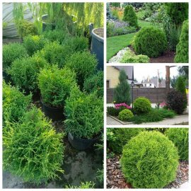 Туя західна "Тіні-Тім" /(Thuja occidentalis Tiny Tim) / контейнер С5 L