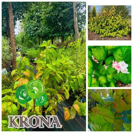 Саджанці купити Вейгела квітуча "Лайм Монстер"/ (Weigela florida) "Lime Monster" /Н 80-110  см/контейнер С12 L
