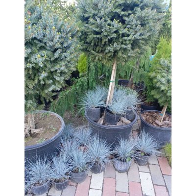 Саджанці купити Вівсяниця сиза (Festuca glauca) / контейнер С2 L