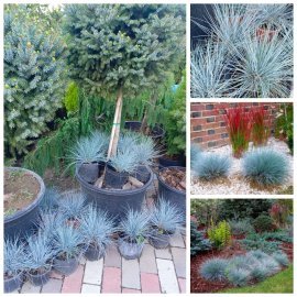 Вівсяниця сиза (Festuca glauca) / контейнер С2 L