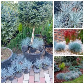Вівсяниця сиза (Festuca glauca) / контейнер С2 L