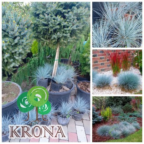 Саджанці купити Вівсяниця сиза (Festuca glauca) / контейнер С2 L
