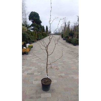 Саджанці купити Береза повисла  "Спайдер Еллей"  (Betula pendula ‘Spider Alley) /Н 120-140 см/ контейнер С 5