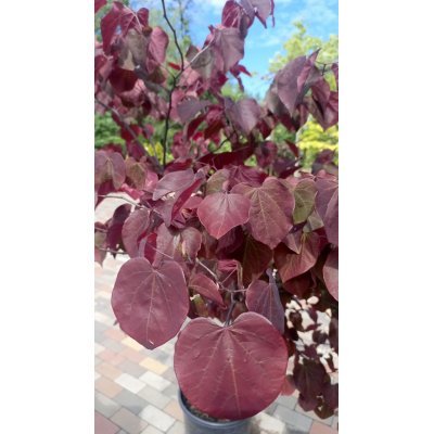 Саджанці купити Церцис /Багряник канадський "Форест Пансі" (Cercis canadensis)  "Forest Pansy"  /Н 170-190 см/контейнер С25 L 