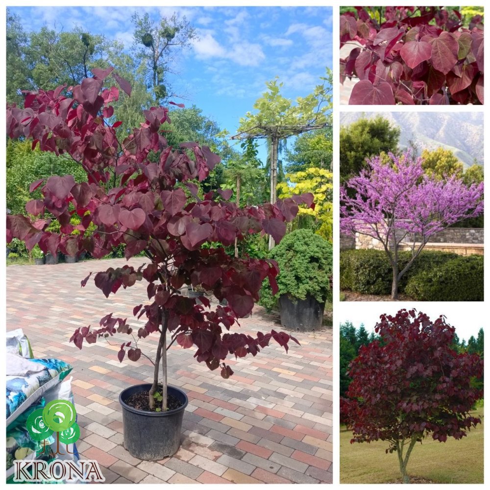 Саджанці купити Церцис /Багряник канадський "Форест Пансі" (Cercis canadensis)  "Forest Pansy"  /Н 170-190 см/контейнер С25 L 