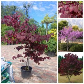 Церцис /Багряник канадський "Форест Пансі" (Cercis canadensis)  "Forest Pansy"  /Н 170-190 см/контейнер С25 L 