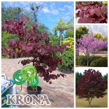 Саджанці купити Церцис /Багряник канадський "Форест Пансі" (Cercis canadensis)  "Forest Pansy"  /Н 170-190 см/контейнер С25 L 