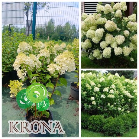 Саджанці купити Гортензія волотиста "Сільвер Долар" / (Hydrandea paniculata) "Silver Dollar"/ контейнер C5 L