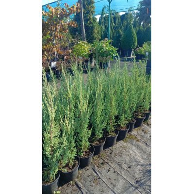 Саджанці купити Ялівець скельний "Блю  Ерроу /Juniperus scopulorum "Blue Arrow"  / Н 50-60 см/контейнер С 2L