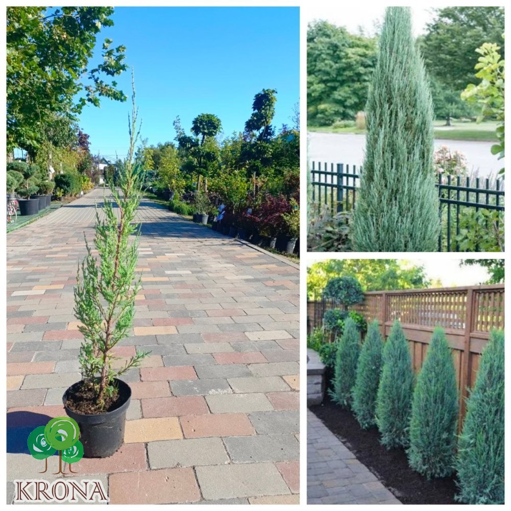 Саджанці купити Ялівець скельний "Блю  Ерроу /Juniperus scopulorum "Blue Arrow"  / Н 50-60 см/контейнер С 2L