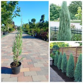 Ялівець скельний "Блю  Ерроу /Juniperus scopulorum "Blue Arrow"  / Н 50-60 см/контейнер С 2L