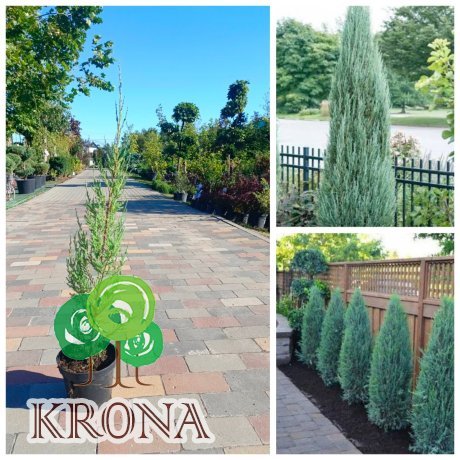 Саджанці купити Ялівець скельний "Блю  Ерроу /Juniperus scopulorum "Blue Arrow"  / Н 50-60 см/контейнер С 2L