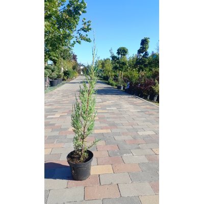 Саджанці купити Ялівець скельний "Блю  Ерроу /Juniperus scopulorum "Blue Arrow"  / Н 50-60 см/контейнер С 2L