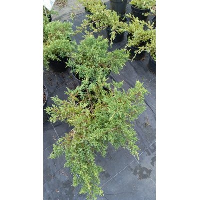 Саджанці купити Ялівець віргінський «Голден Спрінг» /Juniperus virginiana "Golden Spring"/ контейнер C7.5 L