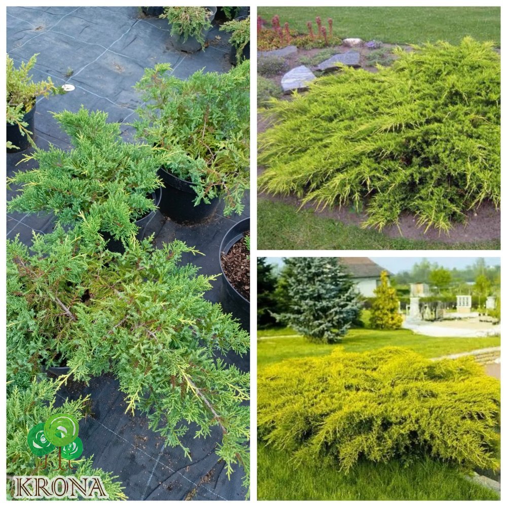 Саджанці купити Ялівець віргінський «Голден Спрінг» /Juniperus virginiana "Golden Spring"/ контейнер C7.5 L