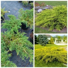 Ялівець віргінський «Голден Спрінг» /Juniperus virginiana "Golden Spring"/ контейнер C7.5 L Ялівець віргінський «Голден Спрінг» /Juniperus virginiana "Golden Spring"/ контейнер C7.5 L