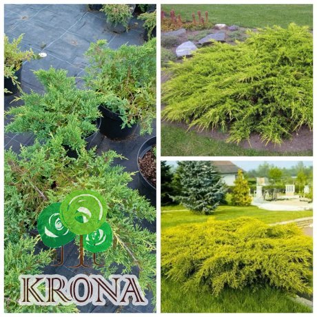 Саджанці купити Ялівець віргінський «Голден Спрінг» /Juniperus virginiana "Golden Spring"/ контейнер C7.5 L