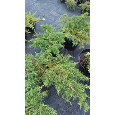 Саджанці купити Ялівець віргінський «Голден Спрінг» /Juniperus virginiana "Golden Spring"/ контейнер C7.5 L